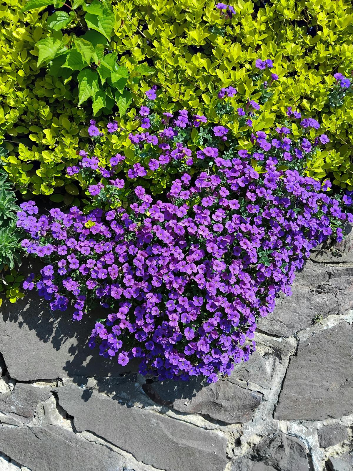 Qué flores plantar en el cementerio / foto pexels.com