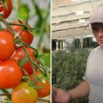 Por qué los tomates se «atascan» en el crecimiento: razones